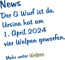 News Der G Wurf ist da. Ursina hat am 1. April 2024 vier Welpen geworfen.   Mehr unter Welpen